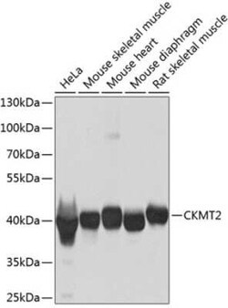 CKMT2 Antibody - BSA Free, Novus Biologicals 0.1 mL, Unconjugated:Antibodies,