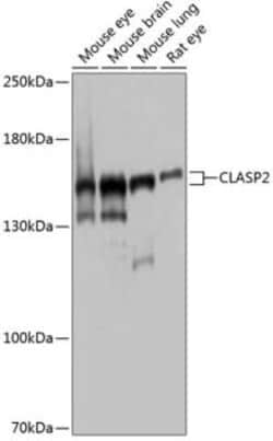 CLASP2 Antibody - BSA Free, Novus Biologicals:Antibodies:Primary Antibodies