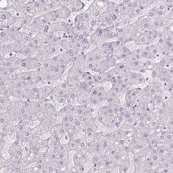 CLCA1 Antibody, Novus Biologicals 25 &mu;L, Unconjugated:Antibodies, Polyclonal