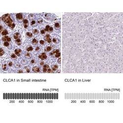 CLCA1 Antibody, Novus Biologicals 25 &mu;L, Unconjugated:Antibodies, Polyclonal