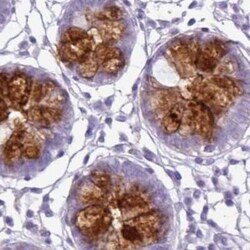 CLCA1 Antibody, Novus Biologicals 25 &mu;L, Unconjugated:Antibodies, Polyclonal