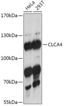 CLCA4 Antibody - Azide and BSA Free, Novus Biologicals 0.02 mL, Unconjugated:Antibodies,
