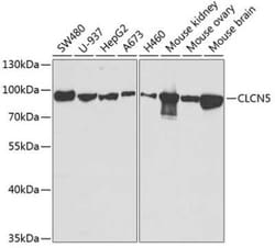 CLCN5 Antibody - BSA Free, Novus Biologicals 0.1 mL, Unconjugated:Antibodies,