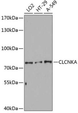 CLCNKA Antibody - Azide and BSA Free, Novus Biologicals 0.1 mL, Unconjugated:Antibodies,