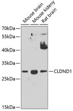 CLDND1 Antibody - BSA Free, Novus Biologicals 0.02 mL, Unconjugated:Antibodies,