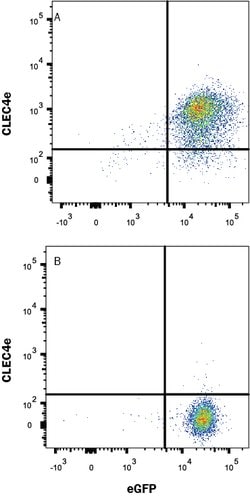 Human CLEC4E Antibody, R D Systems:Antibodies:Primary Antibodies