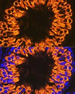 CLGN Rabbit anti-Human, Mouse, Rat, Clone: 6U8D7, Novus Biologicals 100 &mu;g | Buy Online | Bio-Techne | Fisher Scientific