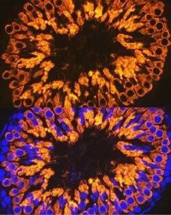 CLGN Rabbit anti-Human, Mouse, Rat, Clone: 8R8M1, Novus Biologicals 100 &mu;g | Buy Online | Novus Biologicals | Fisher Scientific