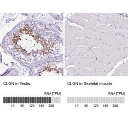 CLGN Antibody, Novus Biologicals:Antibodies:Primary Antibodies