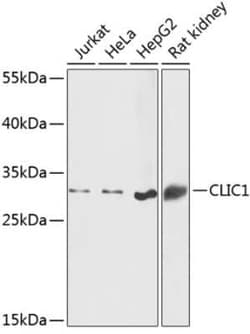 CLIC1 Antibody - BSA Free, Novus Biologicals 0.02 mL, Unconjugated:Antibodies,