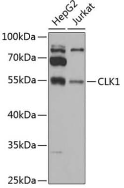 CLK1 Antibody - BSA Free, Novus Biologicals 0.1 mL, Unconjugated:Antibodies,