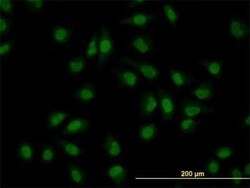 CLK3 Antibody (7D6), Novus Biologicals 100 &mu;g | Buy Online | Novus Biologicals | Fisher Scientific