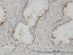CLK3 Antibody (7D6), Novus Biologicals 100 &mu;g | Buy Online | Novus Biologicals | Fisher Scientific