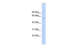 CLK4 Antibody, Novus Biologicals 100 &mu;L; Unconjugated:Antibodies, Polyclonal