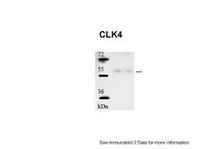 CLK4 Antibody, Novus Biologicals 100 &mu;L; Unconjugated:Antibodies, Polyclonal