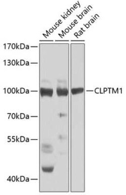 CLPTM1 Antibody - BSA Free, Novus Biologicals 0.1 mL, Unconjugated:Antibodies,