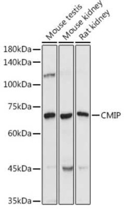 CMIP Rabbit anti-Human, Mouse, Rat, Polyclonal, Novus Biologicals:Antibodies:Primary