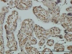 CNAP1 Antibody (4C12), Novus Biologicals 0.1 mg | Buy Online | Novus Biologicals | Fisher Scientific