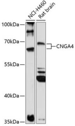 CNGA4 Antibody - Azide and BSA Free, Novus Biologicals 0.1 mL, Unconjugated:Antibodies,