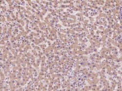 CNIH Antibody, Novus Biologicals 100 &mu;g, Unconjugated:Antibodies, Polyclonal