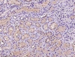 CNIH Antibody, Novus Biologicals 100 &mu;g, Unconjugated:Antibodies, Polyclonal