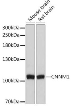 CNNM1 Rabbit anti-Human, Mouse, Rat, Polyclonal, Novus Biologicals:Antibodies:Primary
