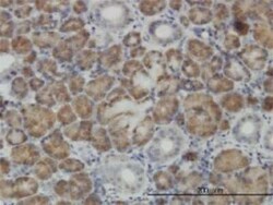 CNO Antibody (6C3), Novus Biologicals 50 &mu;g | Buy Online | Novus Biologicals | Fisher Scientific