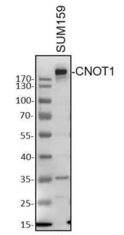 CNOT1 Antibody - Azide and BSA Free, Novus Biologicals:Antibodies:Primary