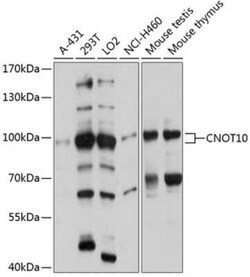 CNOT10 Antibody - Azide and BSA Free, Novus Biologicals 0.1 mL, Unconjugated:Antibodies,