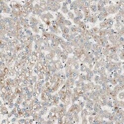 CNOT4 Antibody, Novus Biologicals 25 &mu;L; Unconjugated:Antibodies, Polyclonal