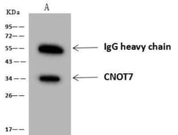 CNOT7 Antibody, Novus Biologicals:Antibodies:Primary Antibodies