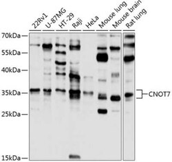 CNOT7 Antibody - Azide and BSA Free, Novus Biologicals 0.02 mL, Unconjugated:Antibodies,