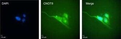 CNOT8 Antibody (1F11), Novus Biologicals 0.1 mg | Buy Online | Novus Biologicals | Fisher Scientific