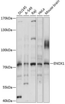 CNOX Antibody - Azide and BSA Free, Novus Biologicals 0.1 mL, Unconjugated:Antibodies,