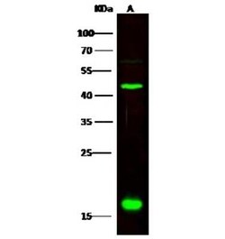 CNPY2 Antibody, Novus Biologicals 50 &mu;g; Unconjugated:Antibodies, Polyclonal