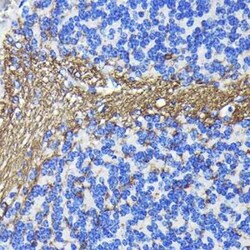 CNPase Rabbit anti-Human, Mouse, Rat, Clone: 8O3B6, Novus Biologicals 20 &mu;g | Buy Online | Novus Biologicals | Fisher Scientific