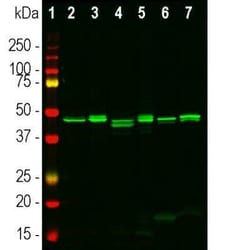 CNPase Antibody, Novus Biologicals 100 &mu;g; Unconjugated:Antibodies,