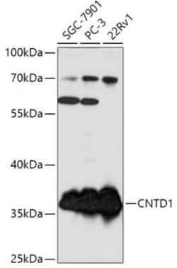 CNTD Antibody - Azide and BSA Free, Novus Biologicals 0.02 mL, Unconjugated:Antibodies,