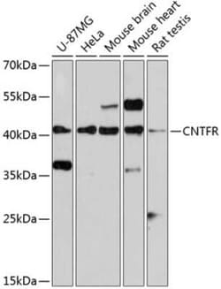 CNTFR Antibody - BSA Free, Novus Biologicals 0.1 mL, Unconjugated:Antibodies,