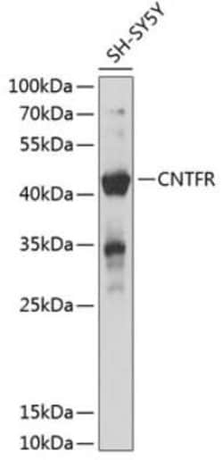 CNTFR Antibody - BSA Free, Novus Biologicals:Antibodies:Primary Antibodies