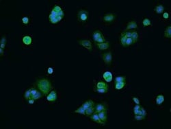 COA5 Antibody, Novus Biologicals:Antibodies:Primary Antibodies
