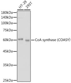COASY Rabbit anti-Human, Clone: 7K2O6, Novus Biologicals 100 &mu;g; Unconjugated:Antibodies,