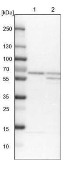 COASY Antibody, Novus Biologicals:Antibodies:Primary Antibodies
