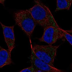 COCO/DAND5 Antibody, Novus Biologicals 25ul; Unconjugated:Antibodies, Polyclonal