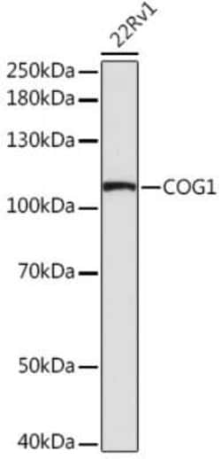 COG1 Rabbit anti-Human, Mouse, Rat, Polyclonal, Novus Biologicals 20 &mu;g;
