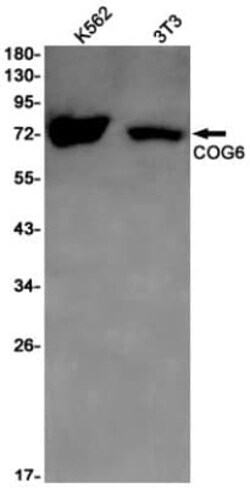 COG6 Antibody (S09-6K8), Novus Biologicals 50 &mu;g; Unconjugated:Antibodies,