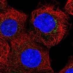 COG7 Rabbit anti-Human, Polyclonal, Novus Biologicals 100 &mu;g; Unconjugated:Antibodies,