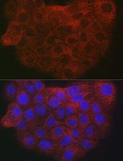 COL1A2 Antibody - Azide and BSA Free, Novus Biologicals 0.1 mL, Unconjugated:Antibodies,