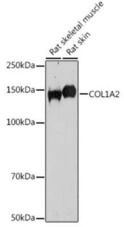 COL1A2 Antibody - BSA Free, Novus Biologicals 0.1 mL, Unconjugated:Antibodies,