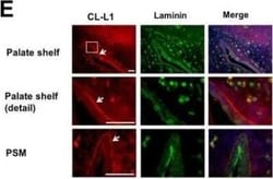 COLEC10 Antibody (4C1), Novus Biologicals 0.1 mg, Unconjugated:Antibodies,